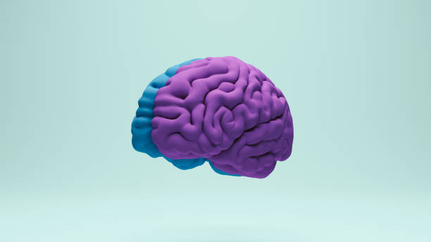 istock Brain human anatomy anatomical study education medical science blue purple front left view 2158120545