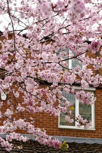 istock Cerasus × Kanzakura 'Kawazu-zakura' 2158122382
