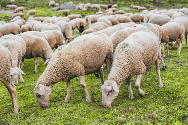 istock Flock of wooly sheep grazing on pasture 2158123398
