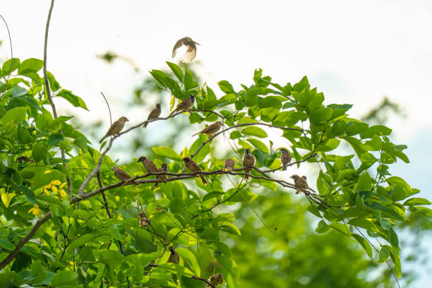Flock of Tree Sparrow common bird are perching on tree branch with green leaves in the garden