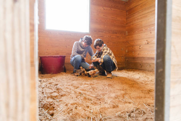 istock Brothers crouch down to look at chicks in the coop 2158124135