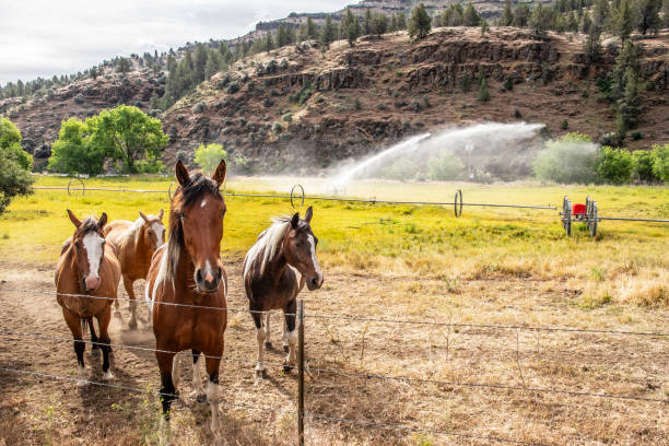 A pair of horses, running toward the camera.