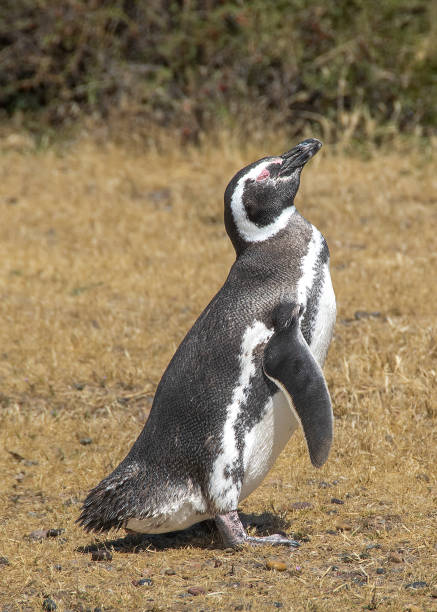 istock Magellan penguin at punta tombo peninsula, chubut, argentina 2158124162