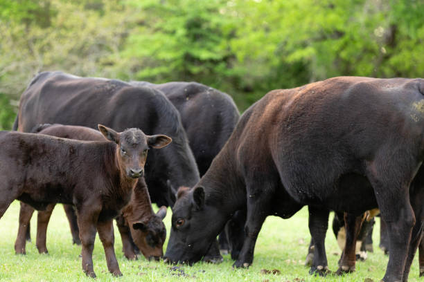 istock Brown cows and calves graze in green pasture 2158124186
