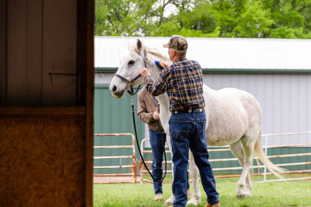 istock Unrecognizable men brush down white horse outside barn 2158124210