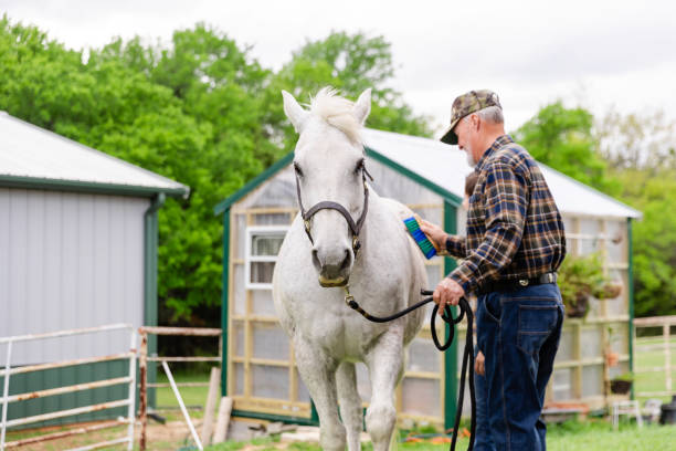 istock Senior man holds horse lead while grooming 2158124242