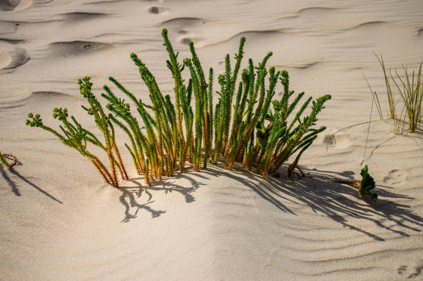 istock Gold sand on the beach 2158124660