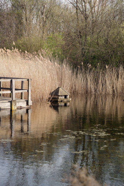 istock Lavender Pond Nature Reserve 2158125688
