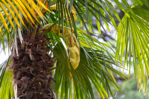 Yellow flowers on a palm tree in nature.