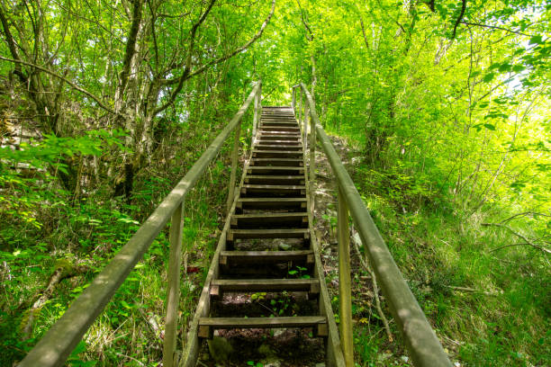 Staircase in the arboretum in summer.