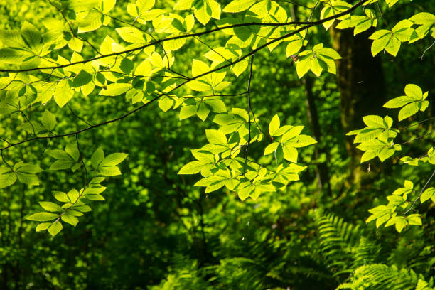 Green leaves on a tree in nature.