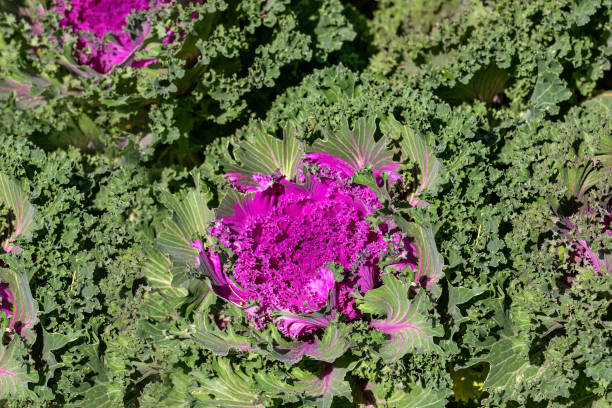 istock Ornamental cabbage. Brassica oleracea. Agronomic background 2158126614