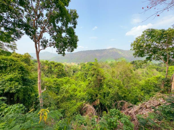 istock Jungle in the tropics of Thailand 2158127436