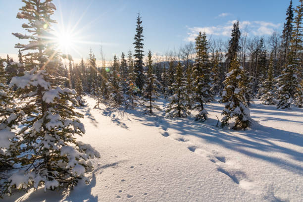 Stunning sunny day in the middle of the wilderness, woods, forest in northern Canada with snow covered trees, blue sky and bright sun.