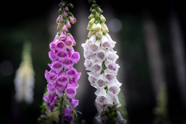 Pink and white wild foxglove flowers (digitalis) in the forest.