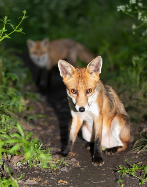 istock Portrait of a cute red fox cub sitting in a forest 2158132279