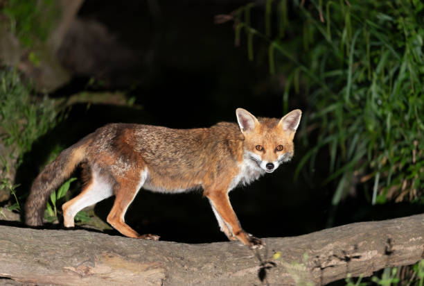 istock Portrait of a red fox standing on a tree in a forest at night 2158132283