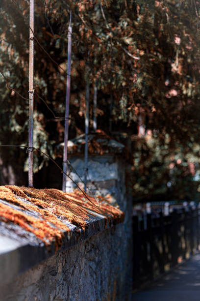 A close-up of a rustic stone wall adorned with moss and scattered autumn leaves, surrounded by a backdrop of evergreen trees. The serene scene evokes a sense of timeless beauty and natural harmony.