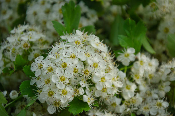 Picking hawthorn flowers for tea, harvesting flowers for drying. High quality photo