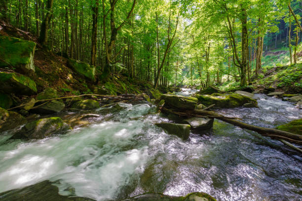 istock water stream in the beech forest among mossy boulders 2158134654