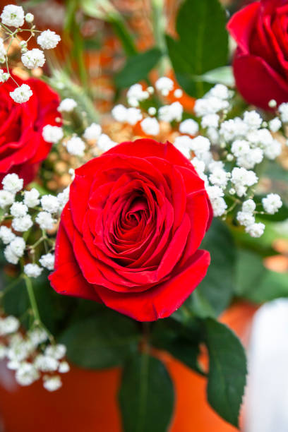 Red rose and a bouquet