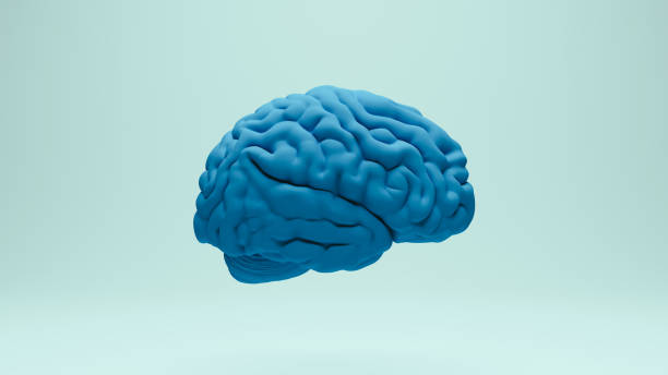 istock Brain human anatomy anatomical study education medical science blue purple right view 2158135100
