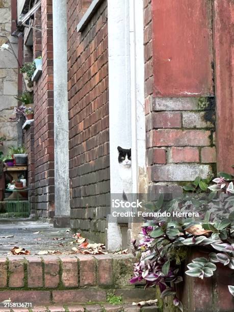 Кошка И Сад Полный Природы — стоковые фотографии и другие картинки Без людей - Без людей, Вертикальный, Волосы животного