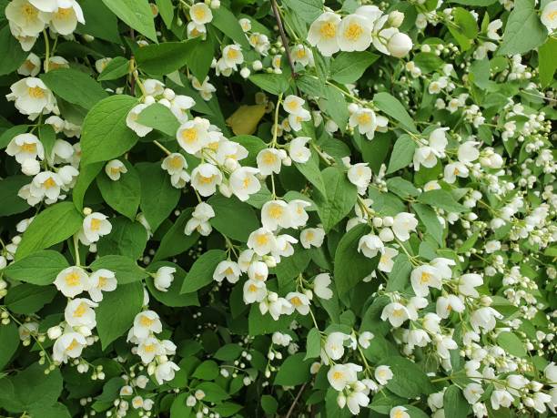 istock Beautiful Jasmine Flowers background. 2158137232