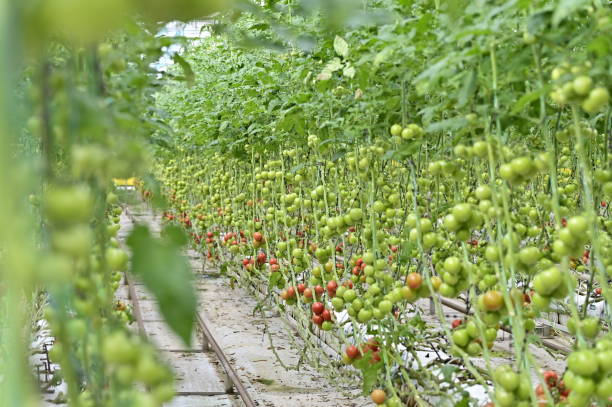 istock Tomatoes in hydroponic greenhouse. 2158139132