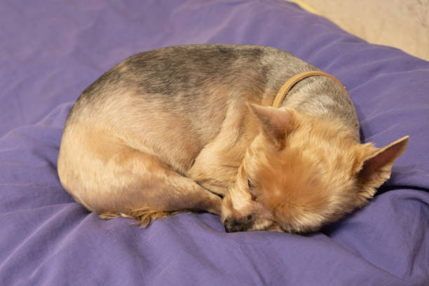Portrait of a yorkshire terrier pet dog in a modern bedroom