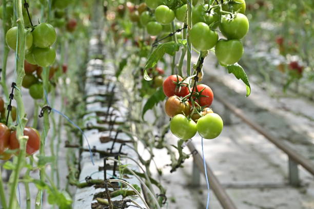 istock Tomatoes in hydroponic greenhouse. 2158139427