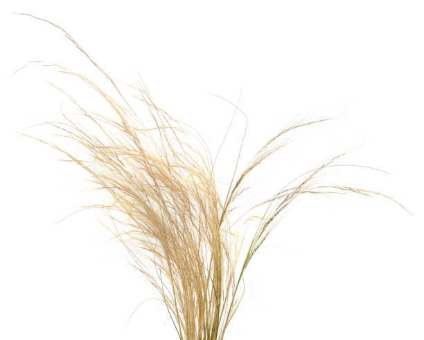 istock A bunch of dry grass. 2158141400