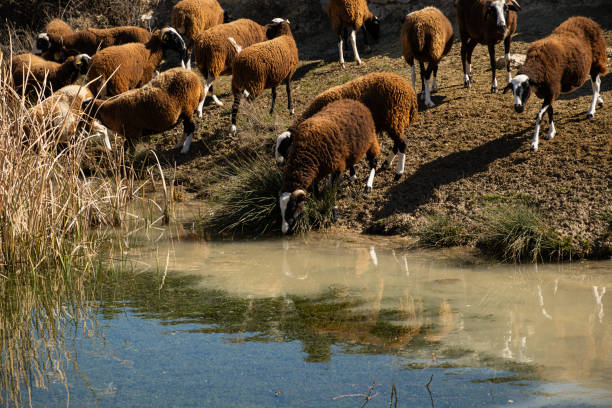 Flock of sheep head towards a small river they find while searching for pasture. Several of the sheep are already drinking, others are heading towards the water and others have finished drinking.