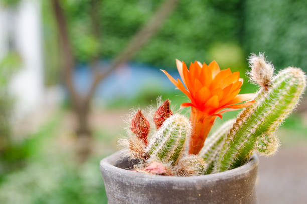 Small monkey tail cactus or Cleistocactus colademononis with red flowers. Garden detail in spring and summer.