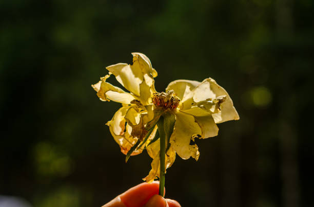 istock hand holding the wilted yellow rose flower 2158143771