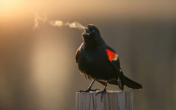 red winged blackbird singing in the cold