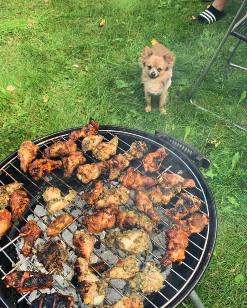 istock BBQ and one hungry little dog 2158146236