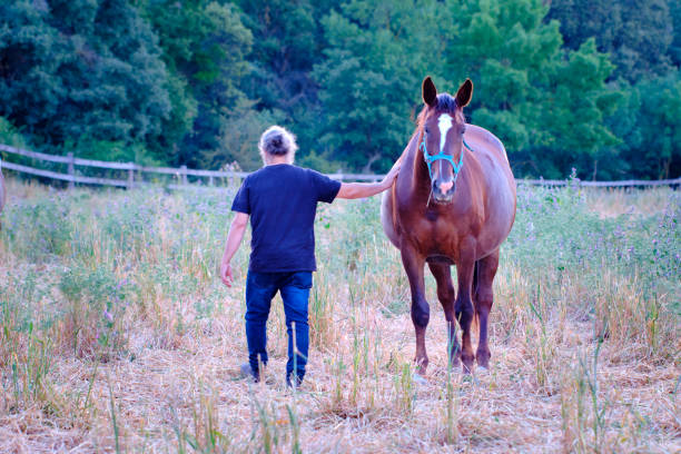 istock A man is walking a horse in a field. 2158147331