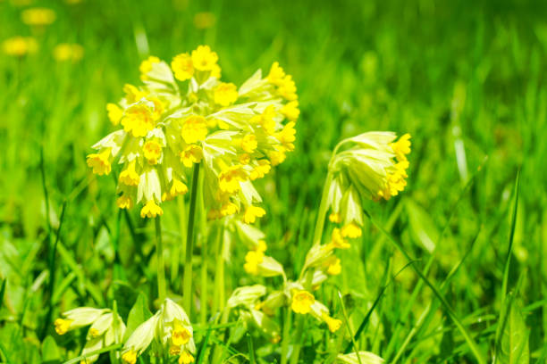 Primroses taken at ground level with shallow depth of field