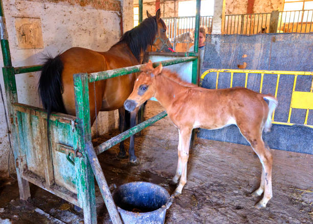 Two horses standing next to each other in a dirty pen. One of the horses is a baby