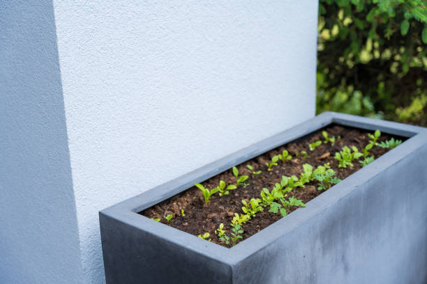 istock Modern planter with seedlings against white wall. Gardening concept 2158148237
