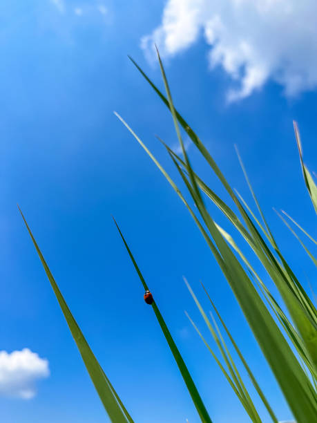 A serene close-up shot of a ladybug on grass tips against a blue sky with clouds. The vibrant green grass and blue sky highlight the beauty of nature and the tranquility of a sunny day.