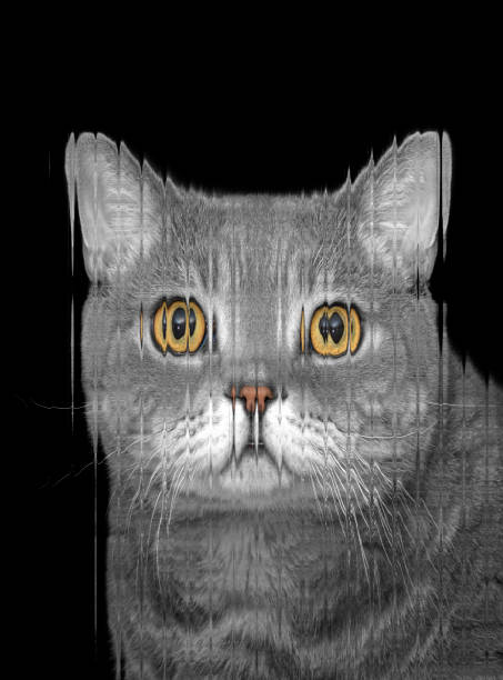 abstract art cat photo at black background