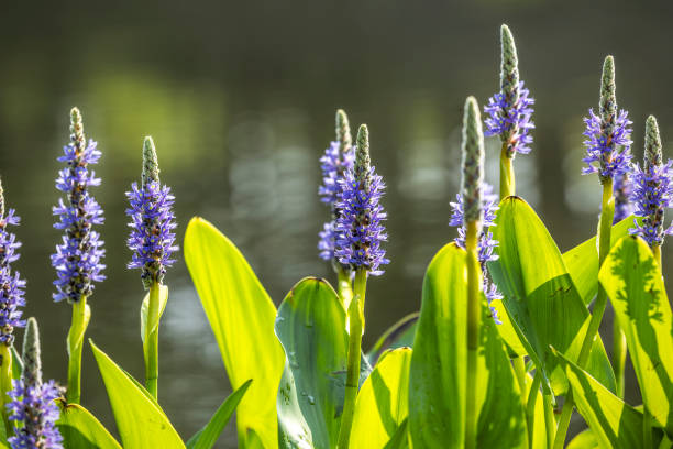 A close up of Purple Pickerel by a pond.