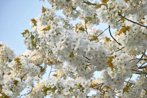 istock Cerasus Sato-zakura Group 'Taihaku' Ingram (Great White Cherry) 2158151128