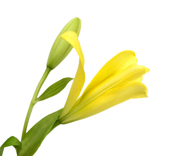 istock Yellow lily flowers on a white background 2158152341