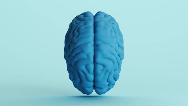 istock Blue human brain anatomy organ intelligence neurology think mind soft tones background top view 2158152364