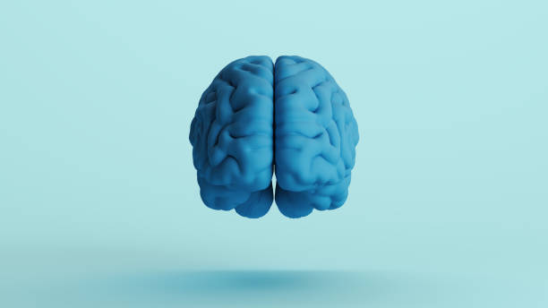 istock Blue human brain anatomy organ intelligence neurology think mind soft tones background front view 2158152390