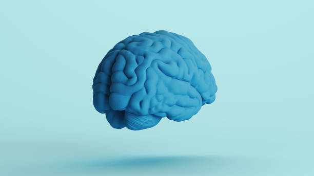 istock Blue human brain anatomy organ intelligence neurology think mind soft tones background rear right view 2158152391