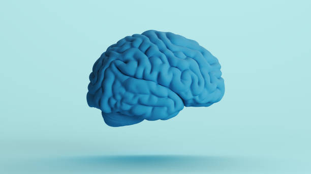 istock Blue human brain anatomy organ intelligence neurology think mind soft tones background right view 2158152393